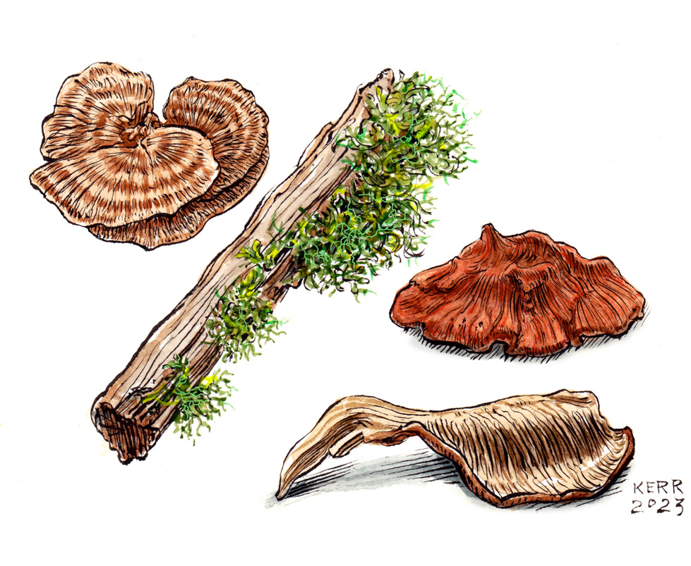 WC Study of Moss/Mushrooms